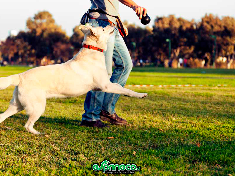 Adiestrador En Prácticas En El Núcleo Zoológico De Muro De Alcoy