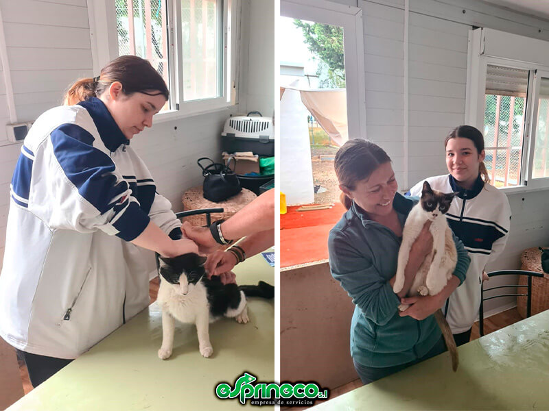 Jornadas de chipado, desparasitación y vacunación felina San Javier