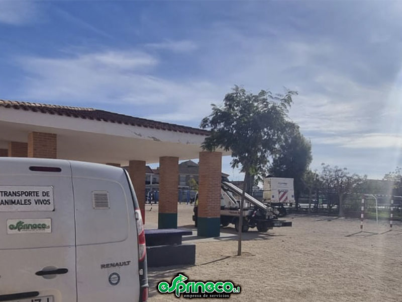 Rescate De Un Gato Atrapado En Un Árbol En San Javier